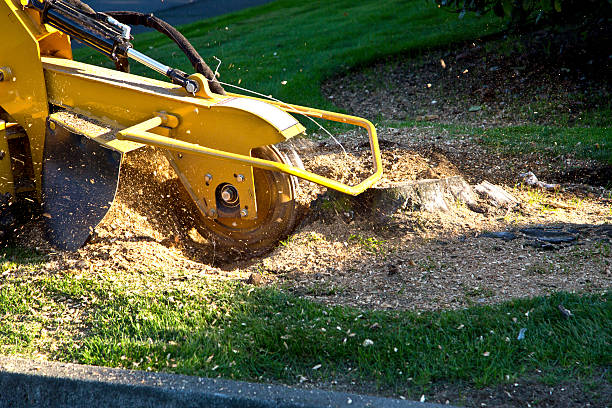 Seasonal Cleanup (Spring/Fall) in Oak Creek, WI